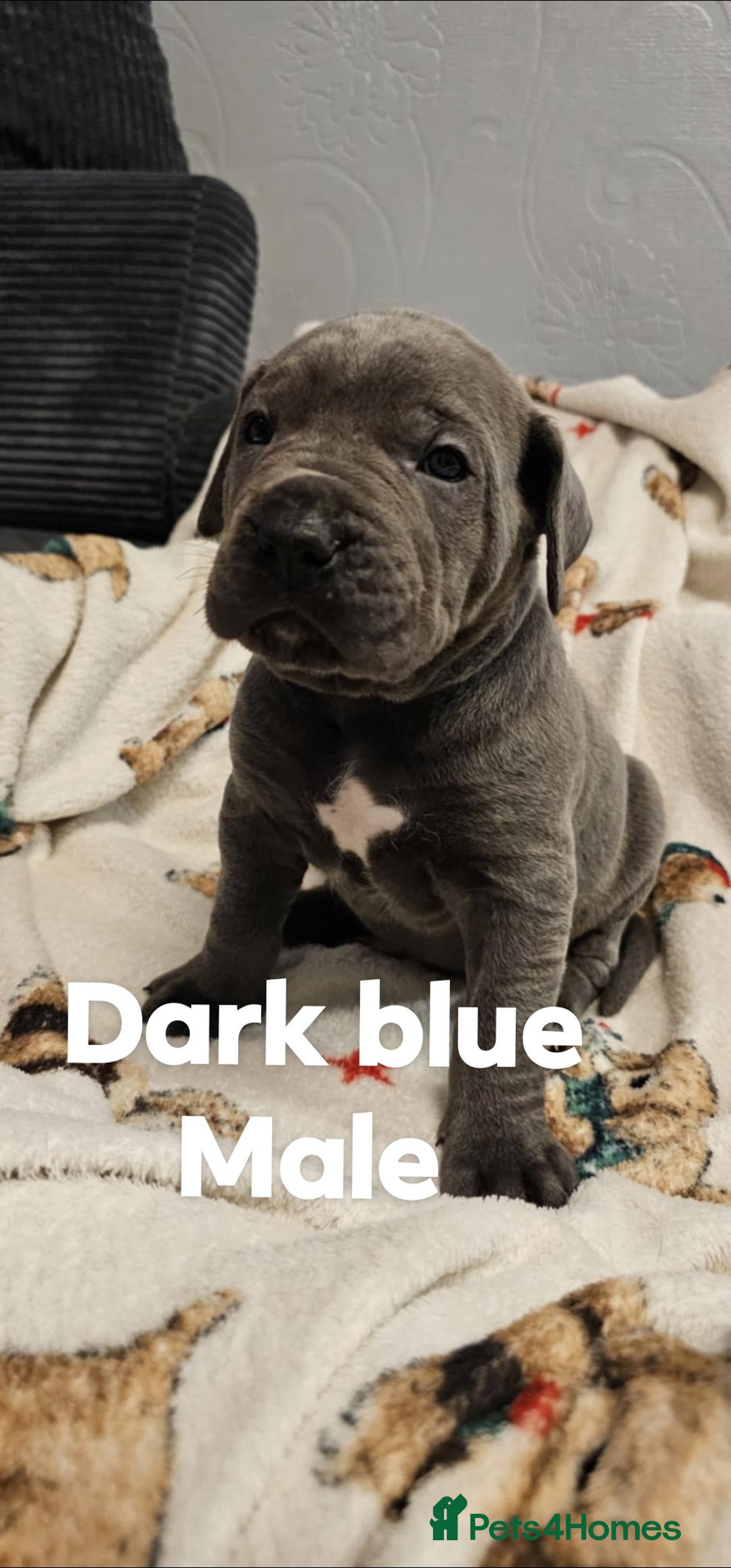 Cane Corso dogs for sale: Purebred Cane Corso Puppies – Ready to Reserve - Advert 7