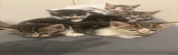 Mixed Breed cats for sale: Teddy bear like kittens  - Advert 16