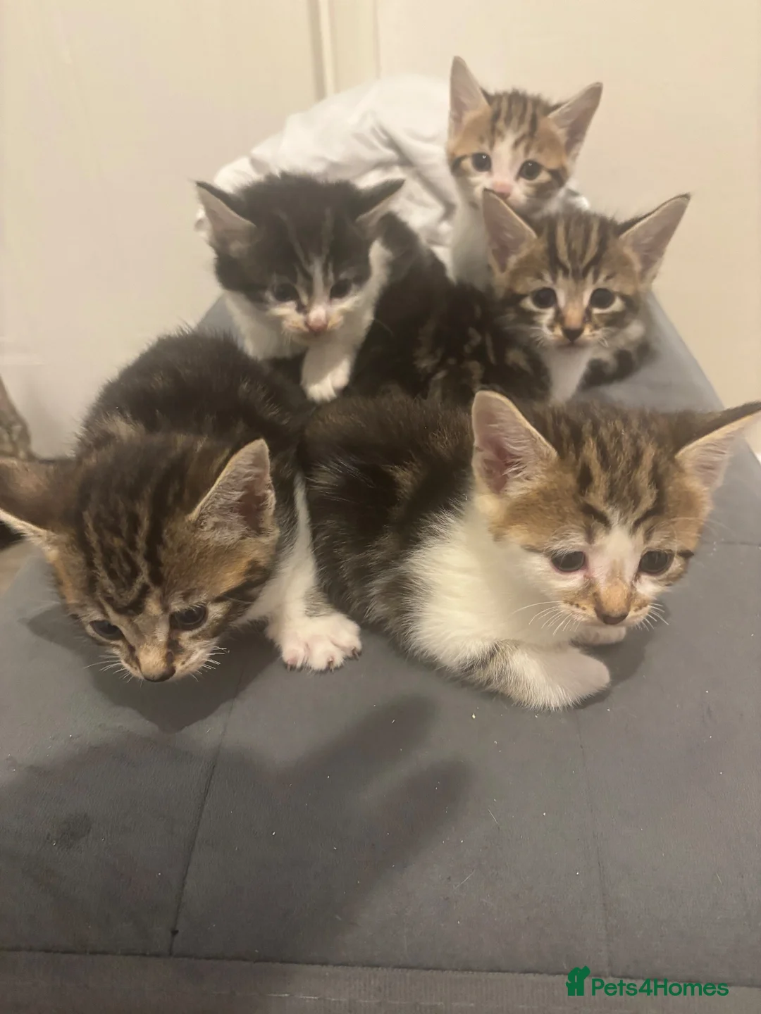 Mixed Breed cats for sale: Teddy bear like kittens  - Advert 16