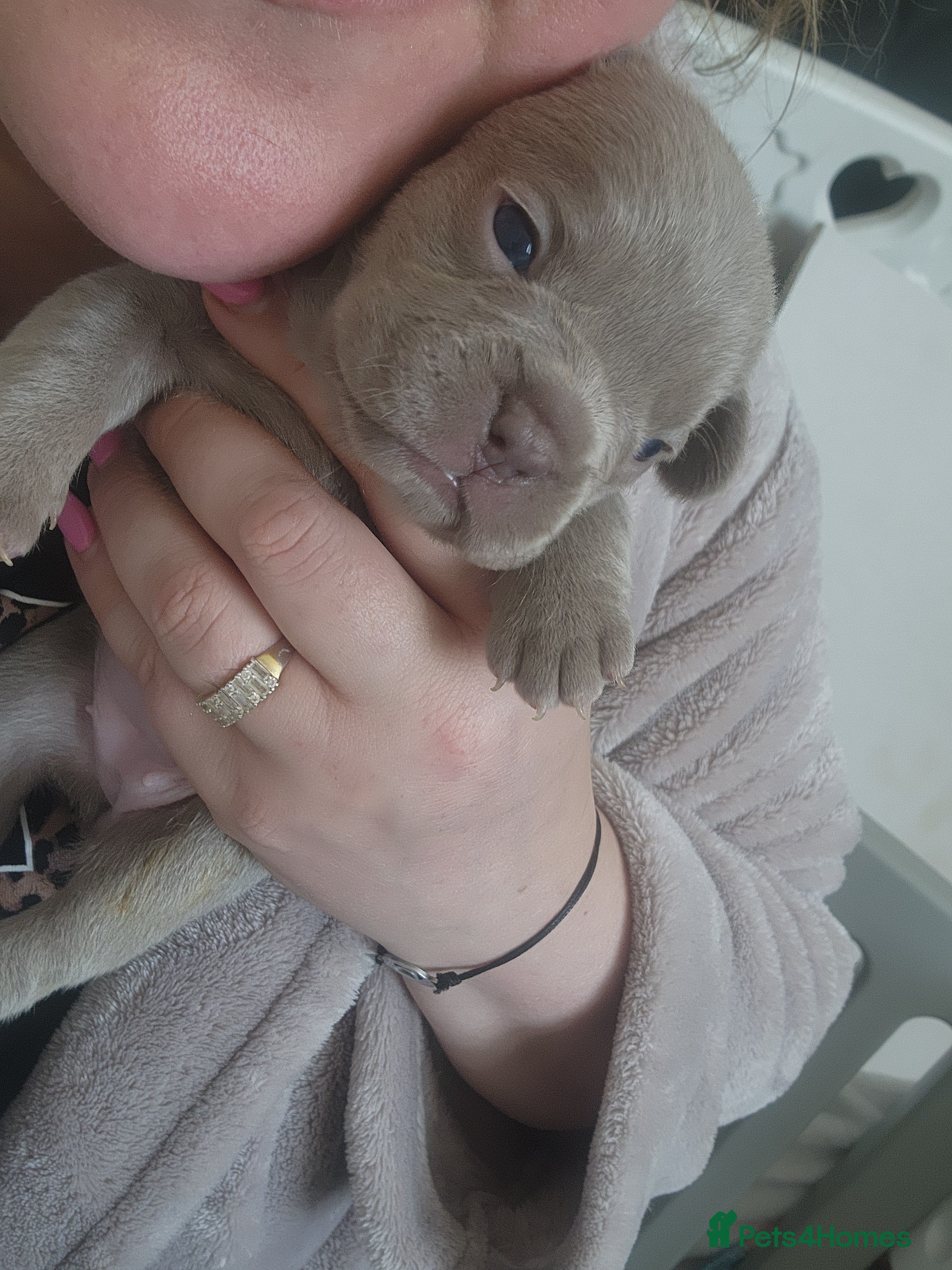 French Bulldog dogs for sale: French Bulldog puppies - Advert 4