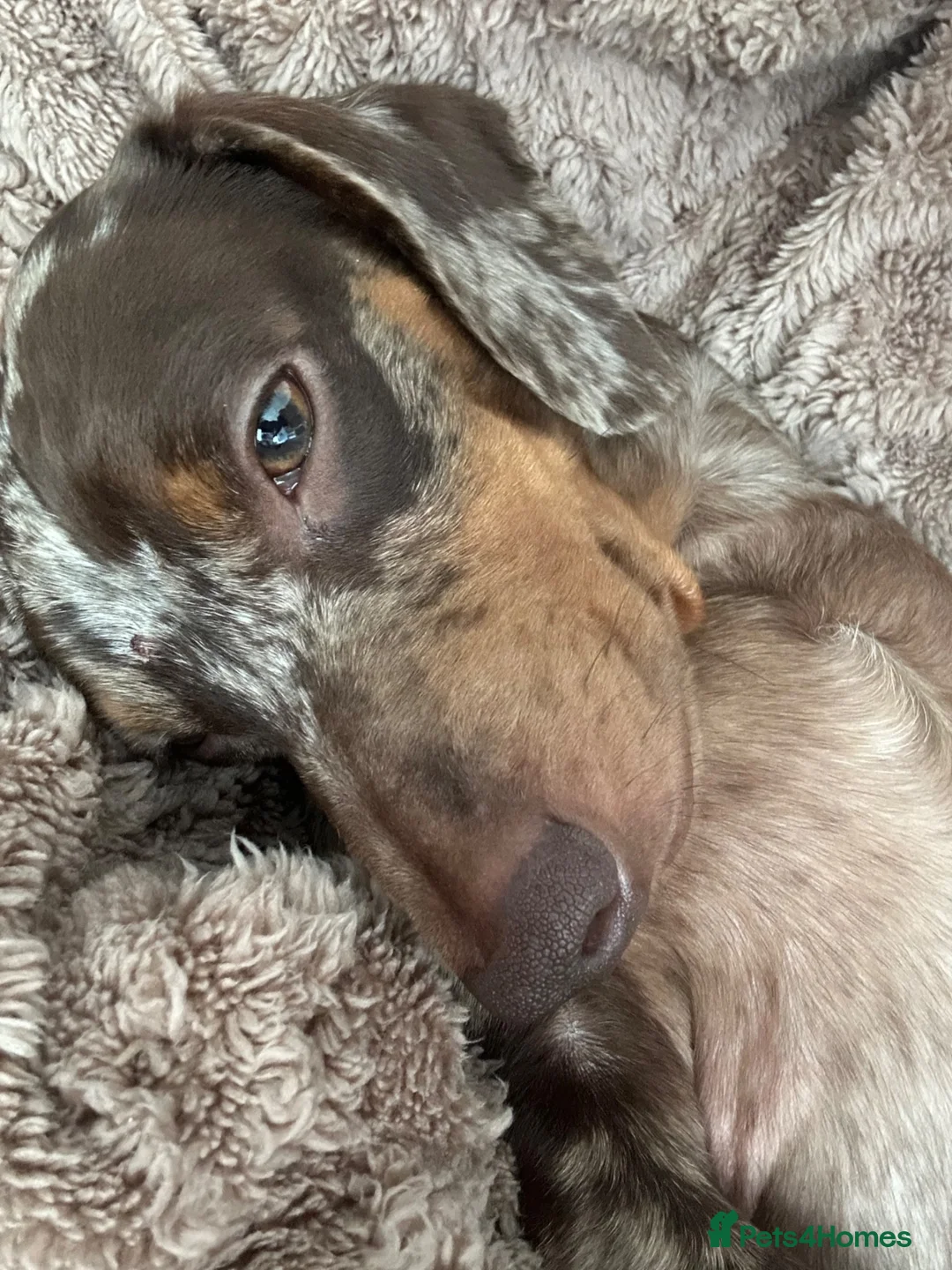 Miniature Dachshund dogs for sale: Miniature dachshund - Advert 8
