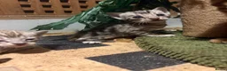 Bengal cats for sale: Charcoal bengal kittens registered.  - Advert 2