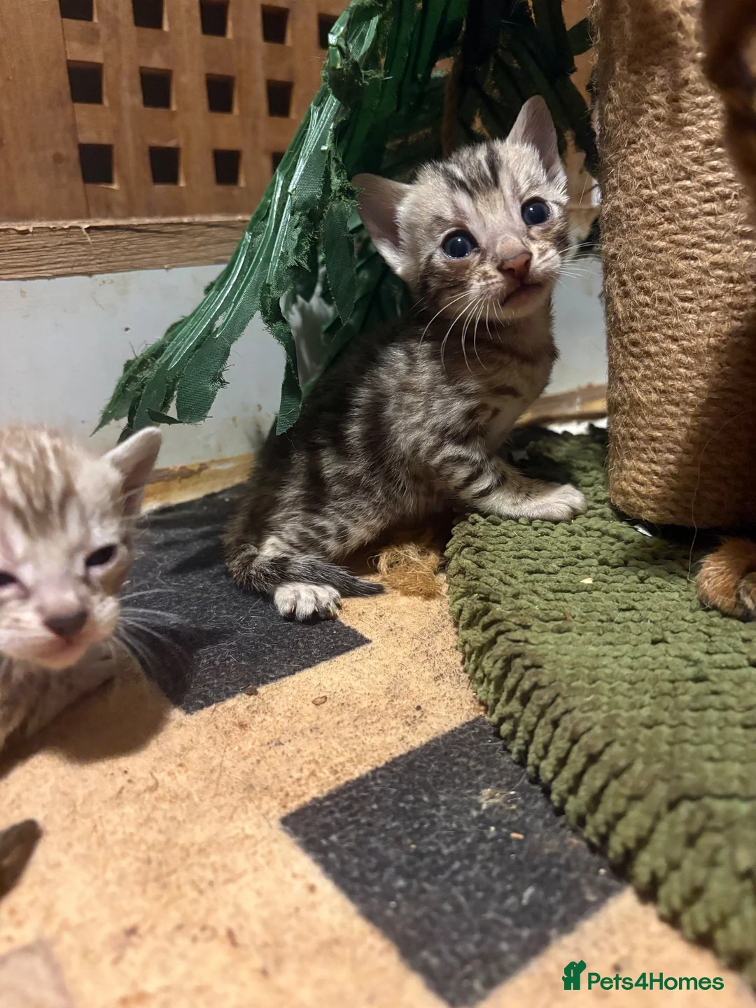 Bengal cats for sale: Charcoal bengal kittens registered.  - Advert 2