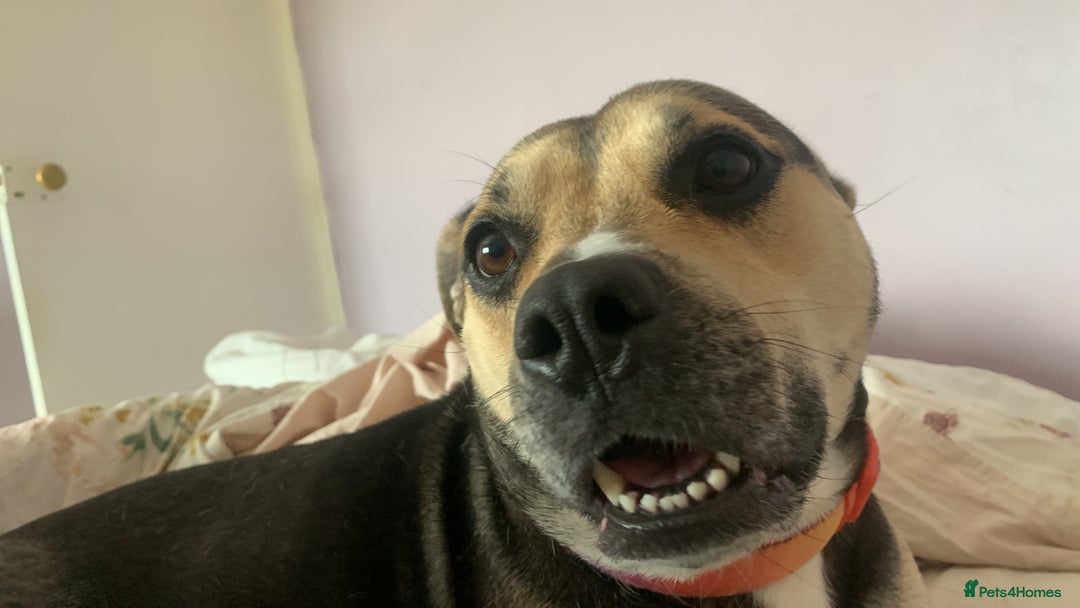 Mixed Breed dogs for sale: Beautiful staff cross with lab - Image 2