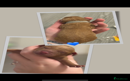 Cockapoo dogs for sale: READY  **  EVE COCKAPOO PUPS - Image 4