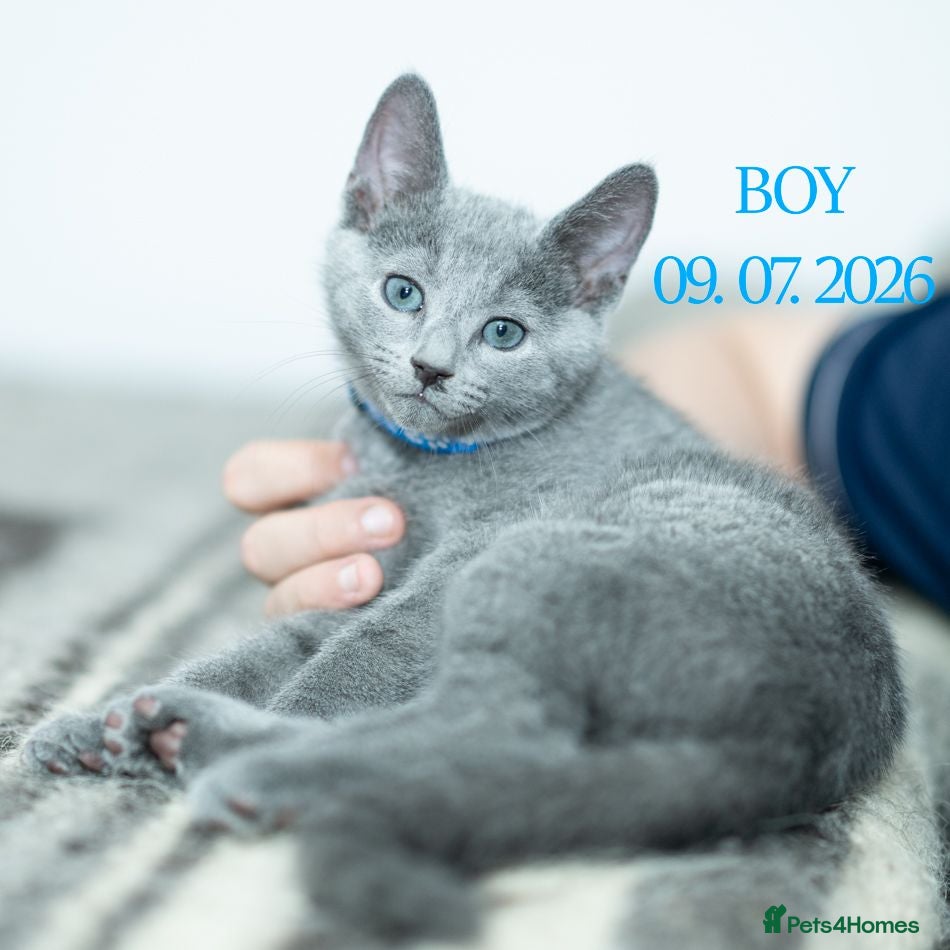Russian Blue cats Adorable Russian Blue Kittens - Advert 2