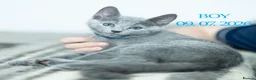 Russian Blue cats for sale: Adorable Russian Blue Kittens - Advert 7