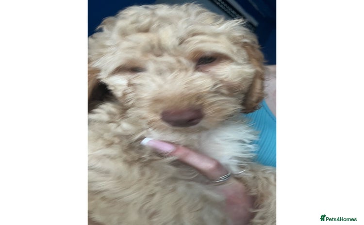 Cockapoo dogs in Leeds - Advert 2