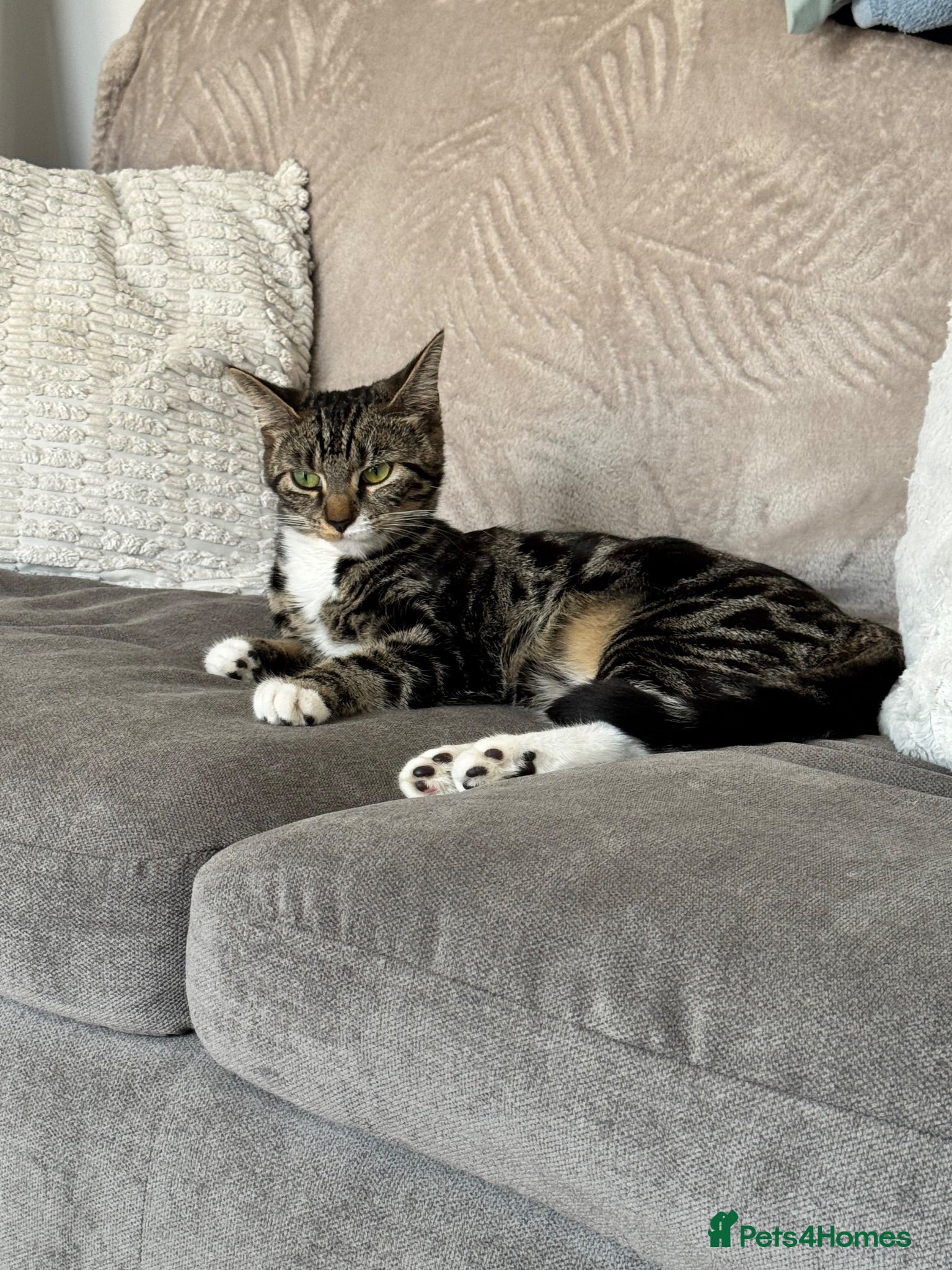 Mixed Breed cats Re homing  - Advert 1
