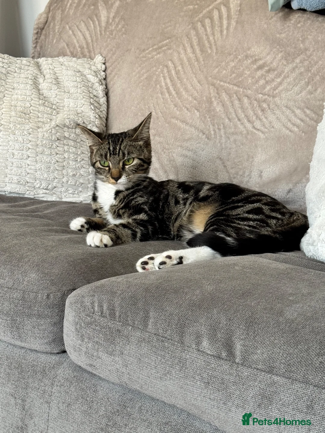 Mixed Breed cats for sale: Re homing  in Scunthorpe - Advert 1