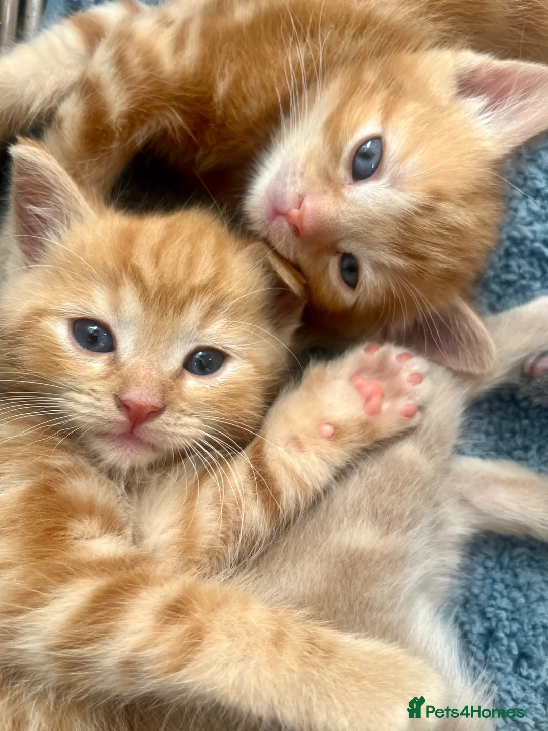 Ragdoll cats for sale: Handsome well handled and social ginger ragdoll x - Advert 2
