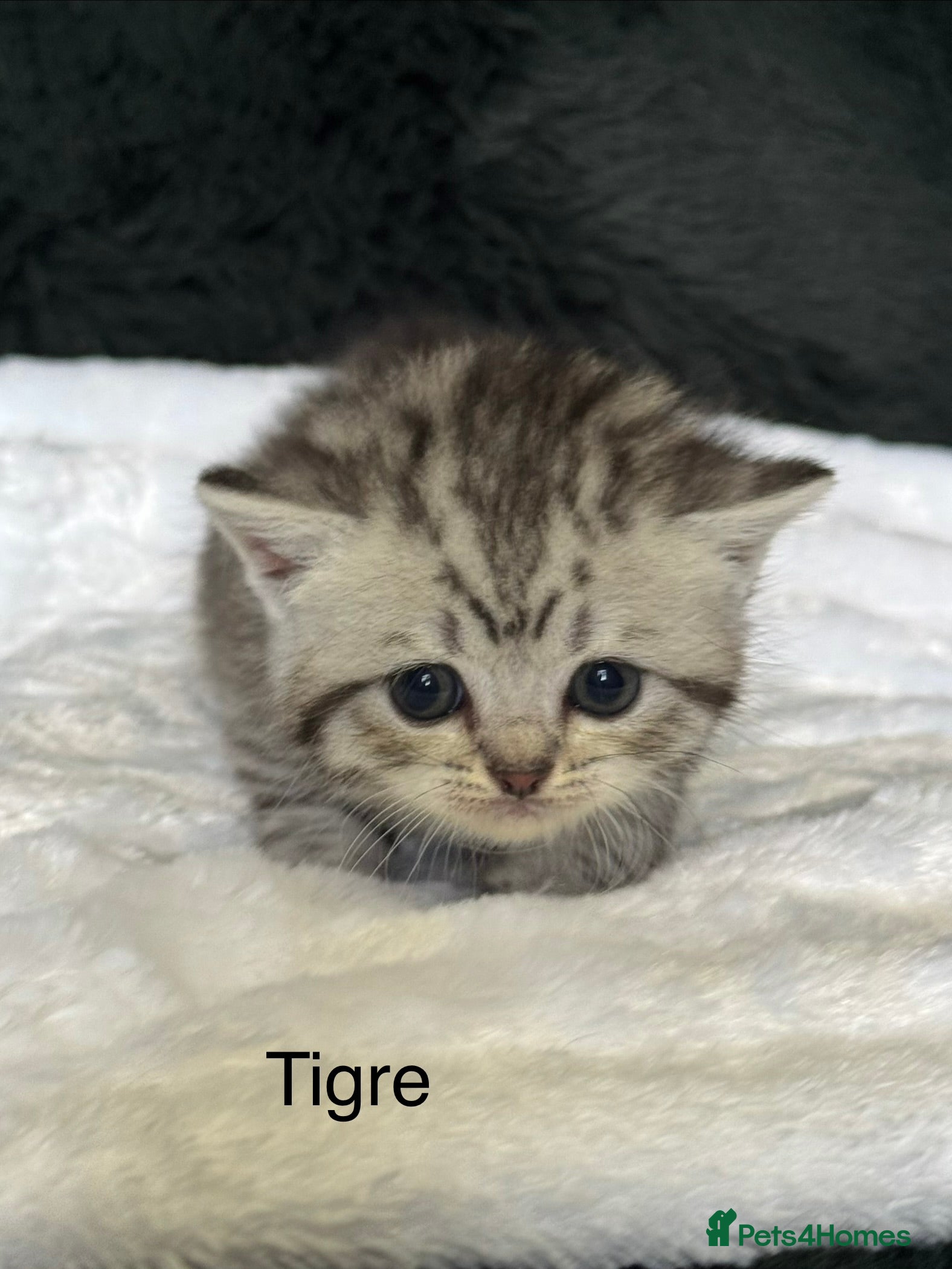 British Shorthair cats British short hair/ Scottish striaghts - Advert 2