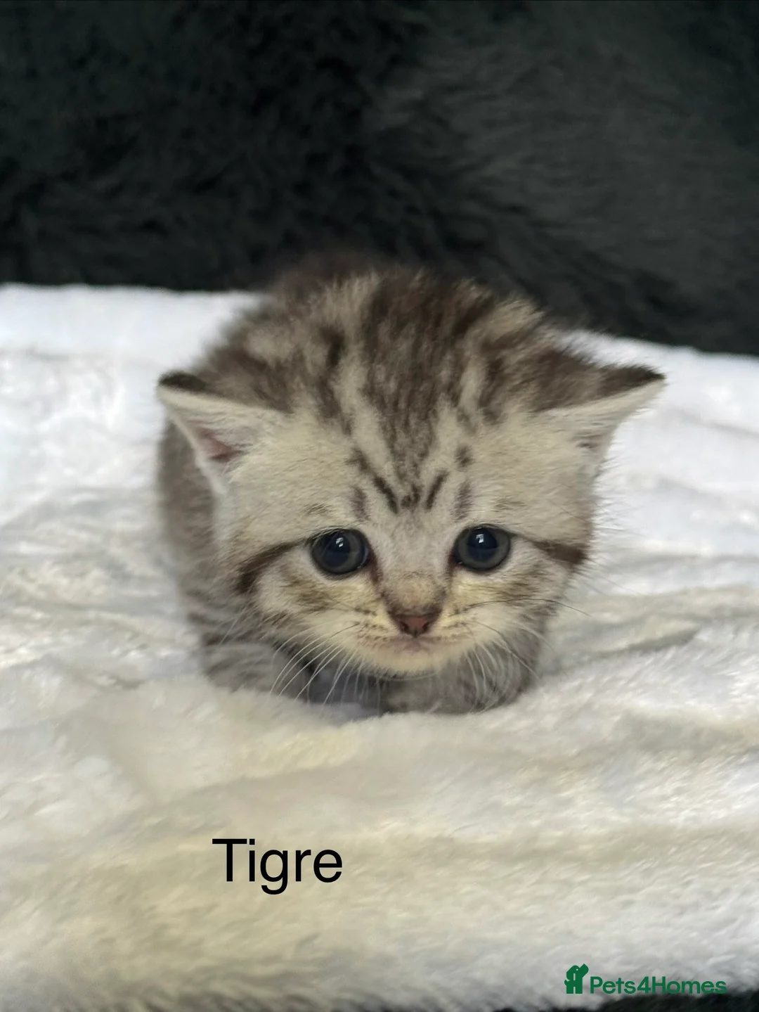 British Shorthair cats for sale: British short hair/ Scottish striaghts - Advert 2