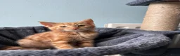 Mixed Breed cats for sale: Four beautiful all ginger kittens  - Advert 7