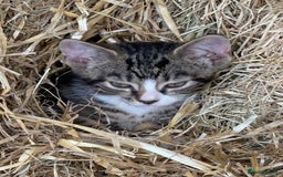 Mixed Breed cats for sale: Stunning kittens looking for loving home  - Image 13