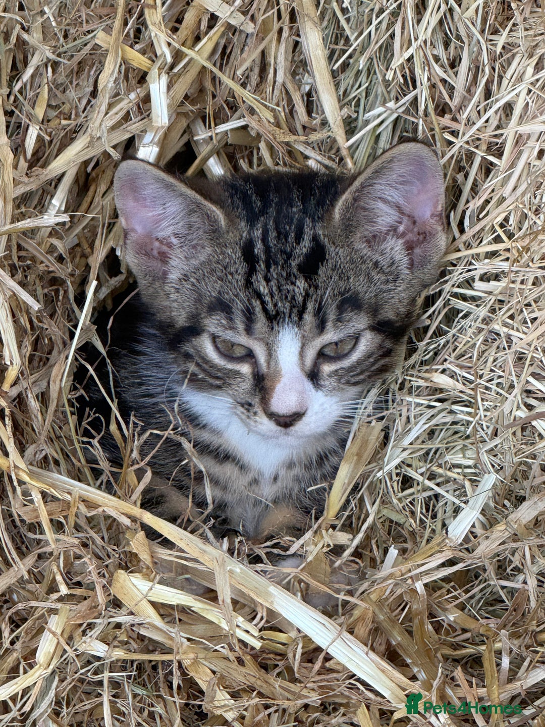 Mixed Breed cats for sale: Stunning kittens looking for loving home  - Image 13