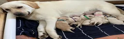 Labrador Retriever dogs for sale: White and Cream Labrador Retriever puppies. in Newport - Advert 1
