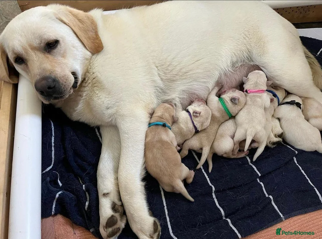 Labrador Retriever dogs for sale: White and Cream Labrador Retriever puppies. in Newport - Advert 1