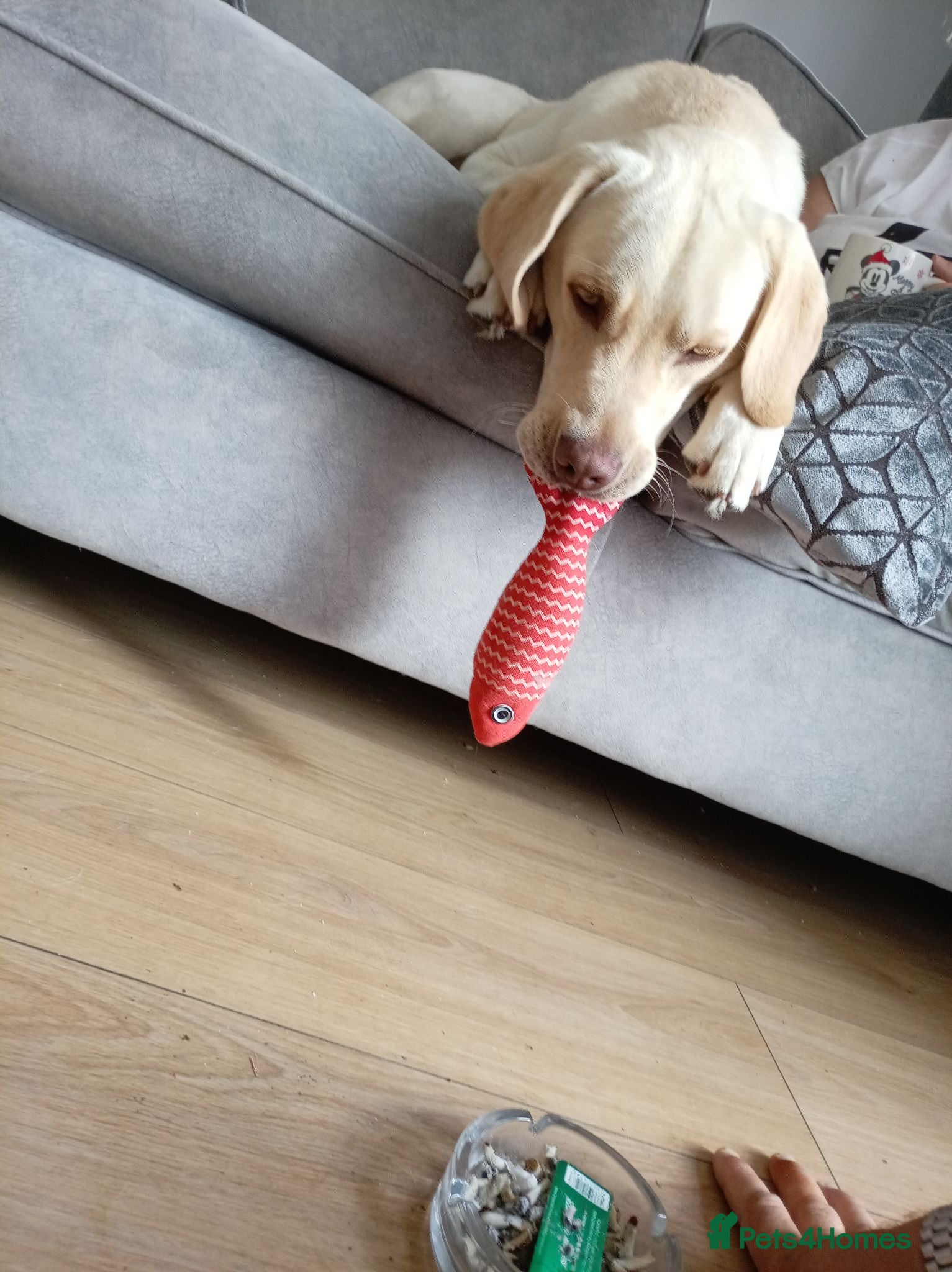 Golden Retriever dogs Jingles - Advert 6