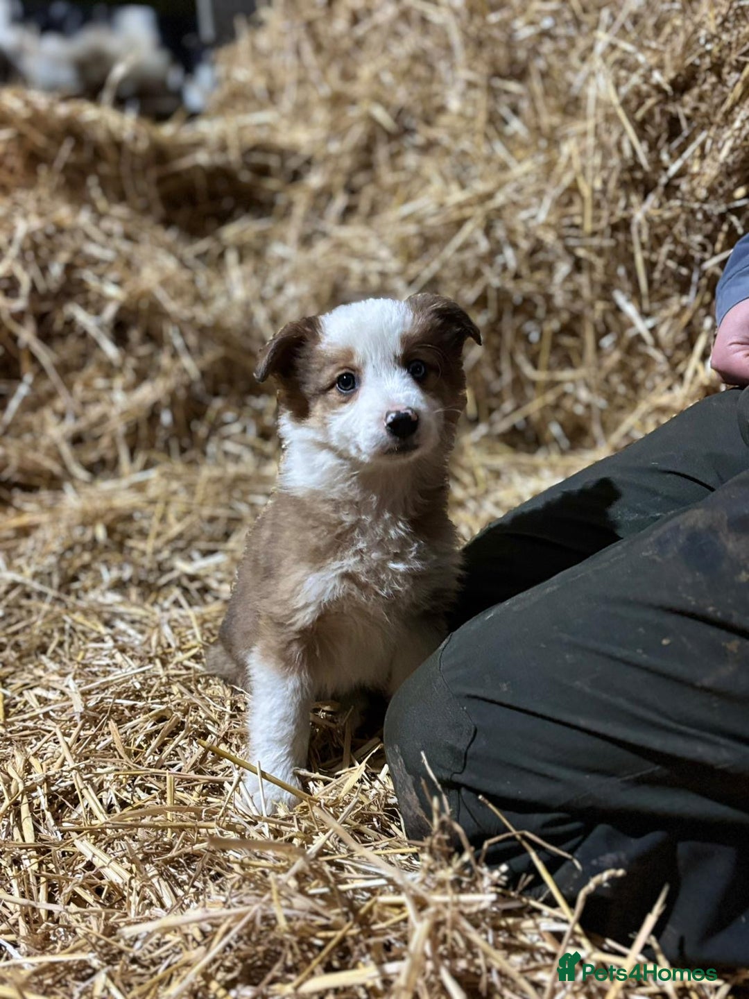 Mixed Breed dogs for sale: 4 collie x welsh collie pups  - Advert 3