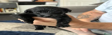 Mixed Breed Puppy 8