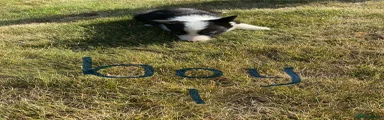 Border Collie 1