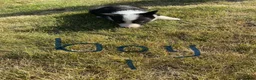 Border Collie dogs for sale: Farm Bred border collie pups  - Advert 11