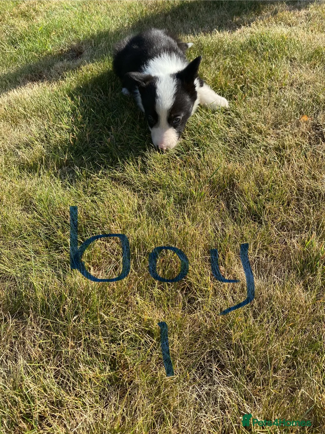Border Collie dogs for sale: Farm Bred border collie pups  - Advert 11