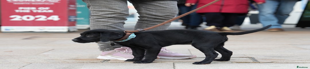 Black male Labrador Retriever Puppy 3