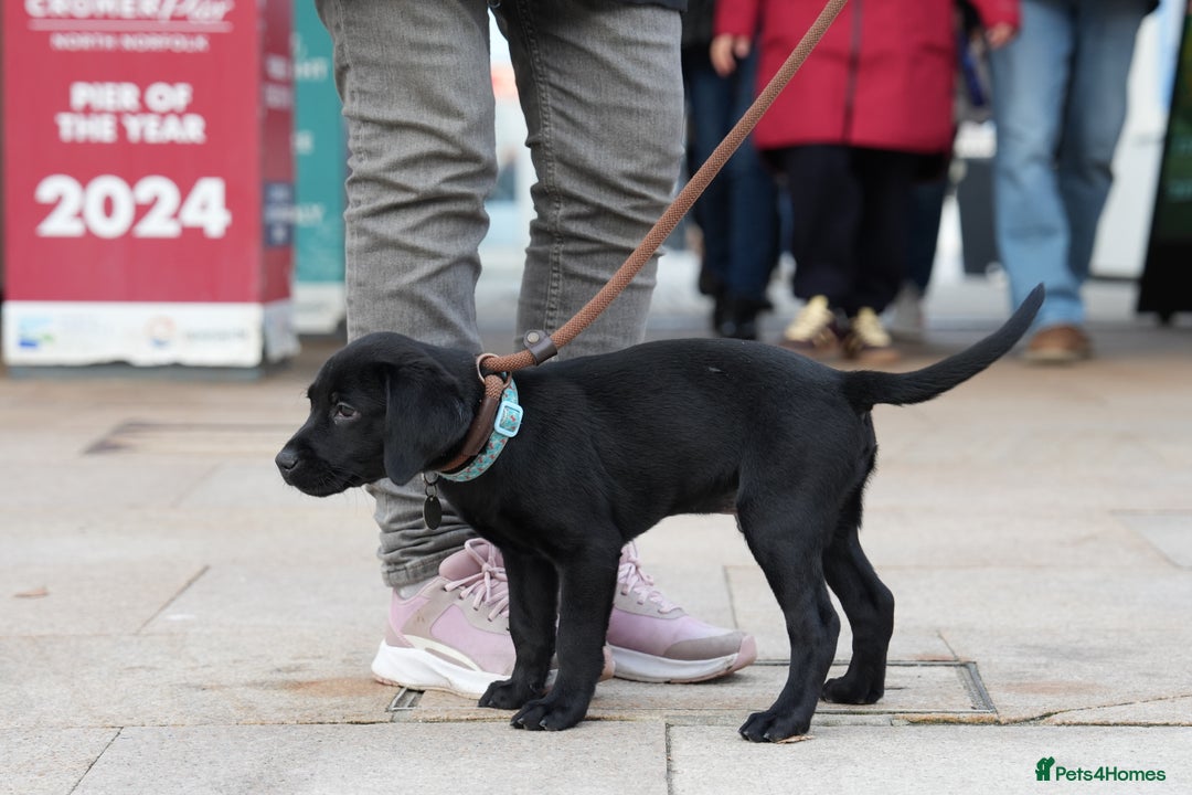 Labrador Retriever dogs for sale: Last 2 Black male labrador puppies vaccinated KC  - Advert 6