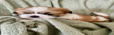 Shih Tzu 6