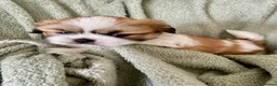 Shih Tzu dogs for sale: Imperial Shih Tzu Puppies  - Advert 15