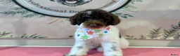 Miniature Poodle dogs for sale: Gorgeous brown Parti Mini poodle  in Swadlincote - Advert 2