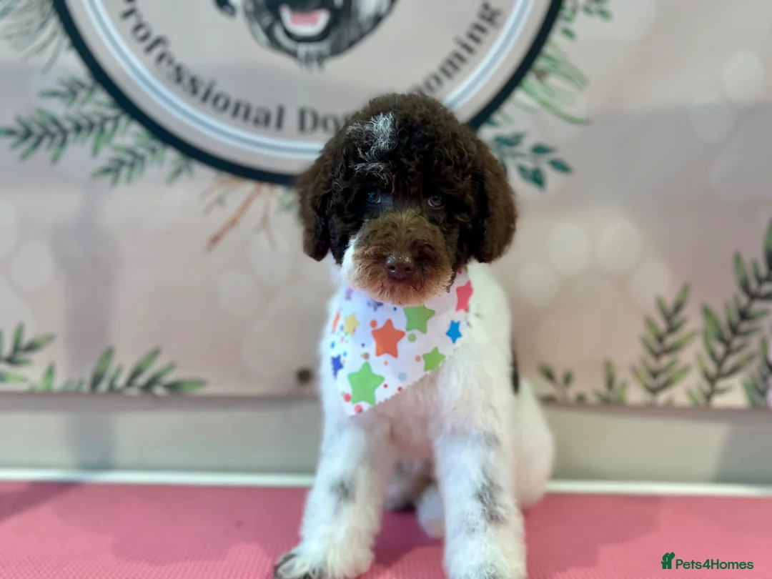 Miniature Poodle dogs for sale: Gorgeous brown Parti Mini poodle  in Swadlincote - Advert 2