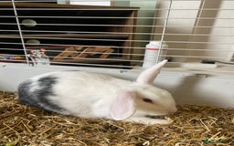 Mixed Breed rabbits for sale: 2 beautiful baby bunnies for sale - Image 4
