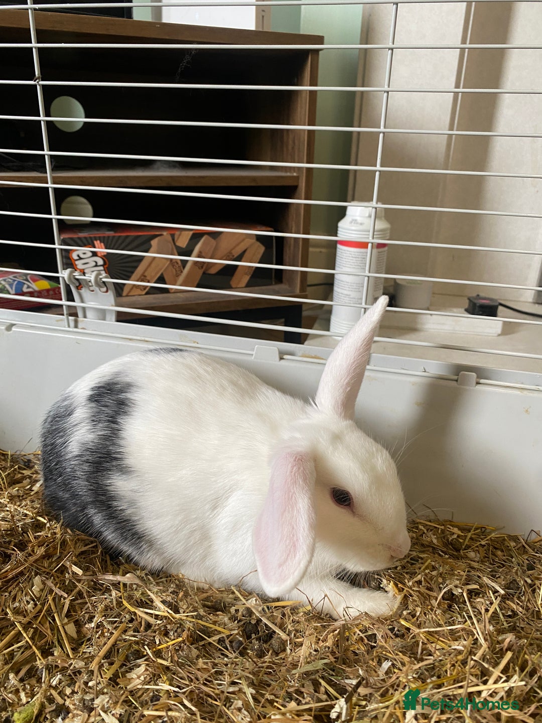 Mixed Breed rabbits for sale: 2 beautiful baby bunnies for sale - Image 4