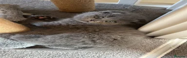 Scottish Fold 2
