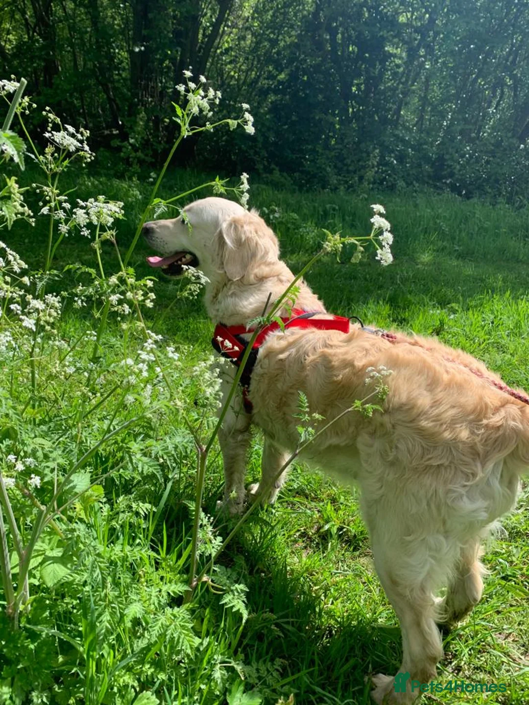 Golden Retriever dogs for sale: Wonderful well-socialised girl, health checked - Advert 3