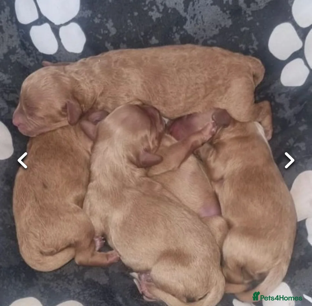 Cavapoo dogs for stud: Stunning Cavapoo for Stud (Proven) in Grays - Advert 10