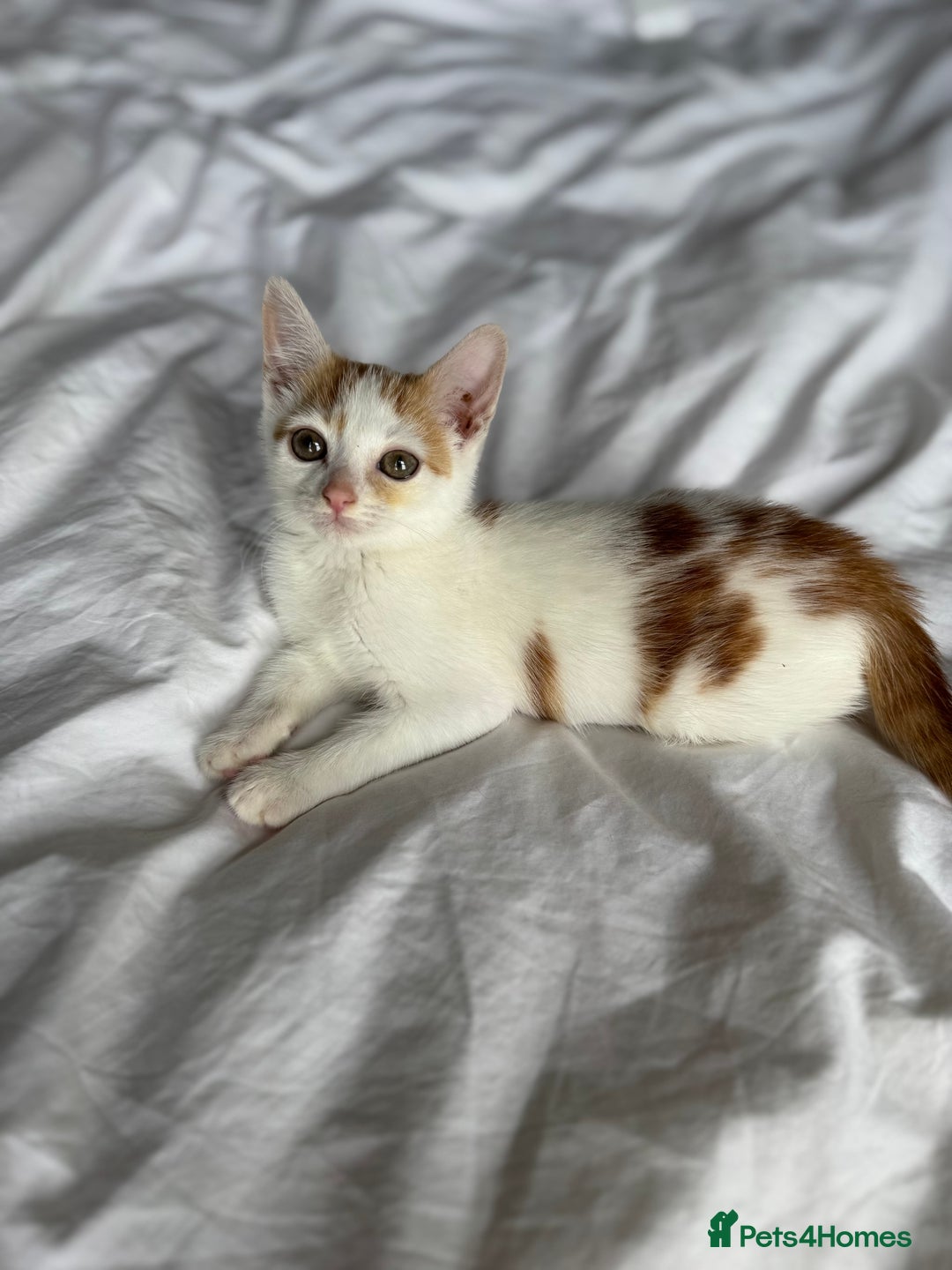 Mixed Breed cats for sale: Male female calico tortoiseshell grey kittens in Enfield - Image 6