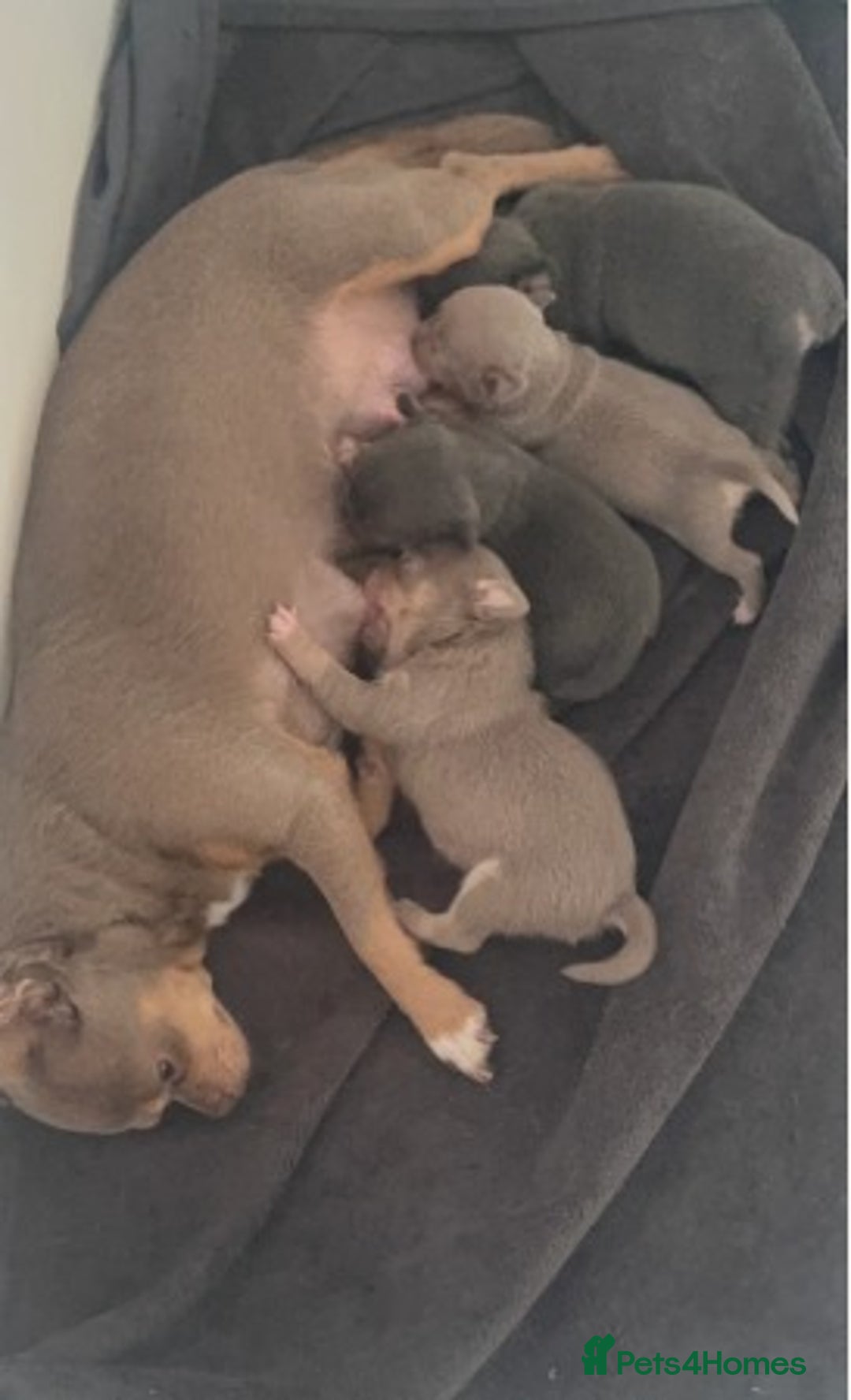 Chihuahua dogs for sale:  Stunning Blue & Lilac Tri Chihuahua Puppies  - Advert 15