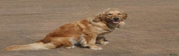 Golden Retriever dogs for sale: Golden colour KC reg Golden Retriever pups -1 LEFT - Advert 5