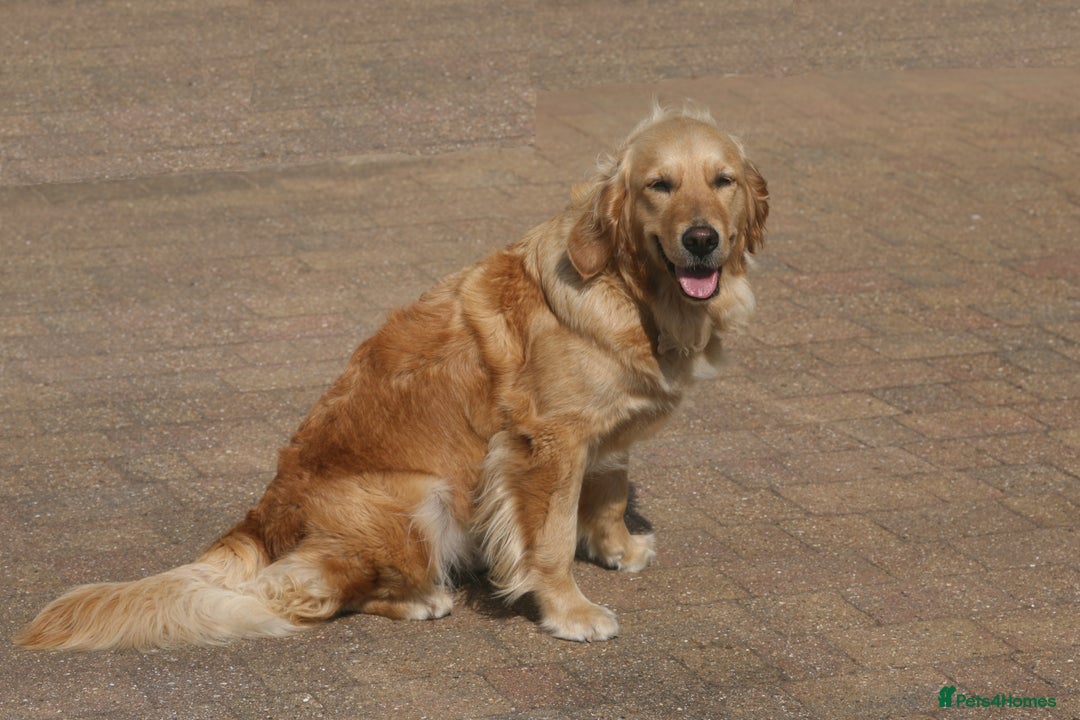 Golden Retriever dogs for sale: Golden colour KC reg Golden Retriever pups -1 LEFT - Advert 5