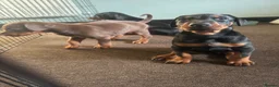 Dobermann dogs for sale: American x European Dobermann Pinscher Pups in Alfreton - Advert 13