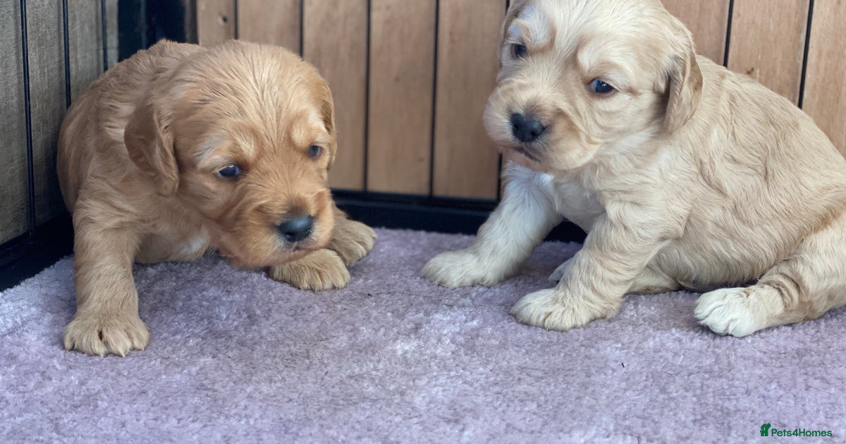 F1 Cockapoo 2 Boys Champagne/Gold Colour for sale in Nantwich | Pets4Homes