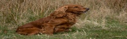 Cocker Spaniel dogs for stud: At Stud in Warminster - Advert 4