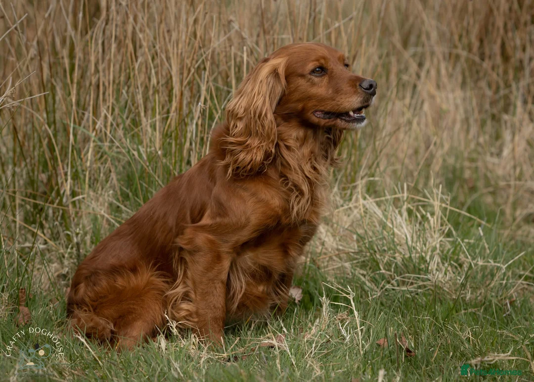 Cocker Spaniel dogs for stud: At Stud in Warminster - Advert 4