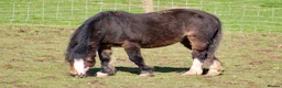 Welsh Section A horses for sale: Registered Welsh A mare  - Advert 14
