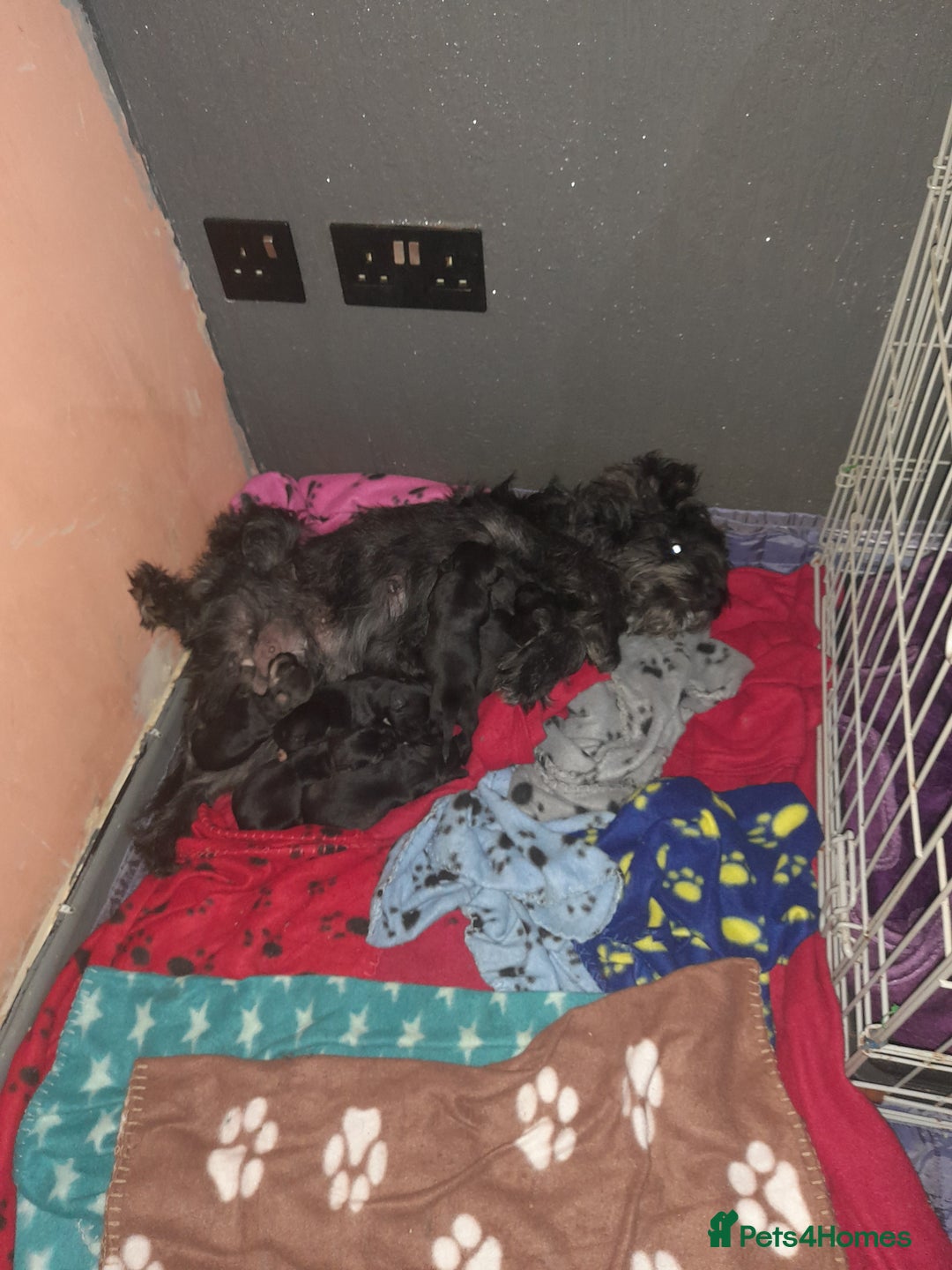 Mixed Breed dogs for sale: Snorkie pups - Image 19