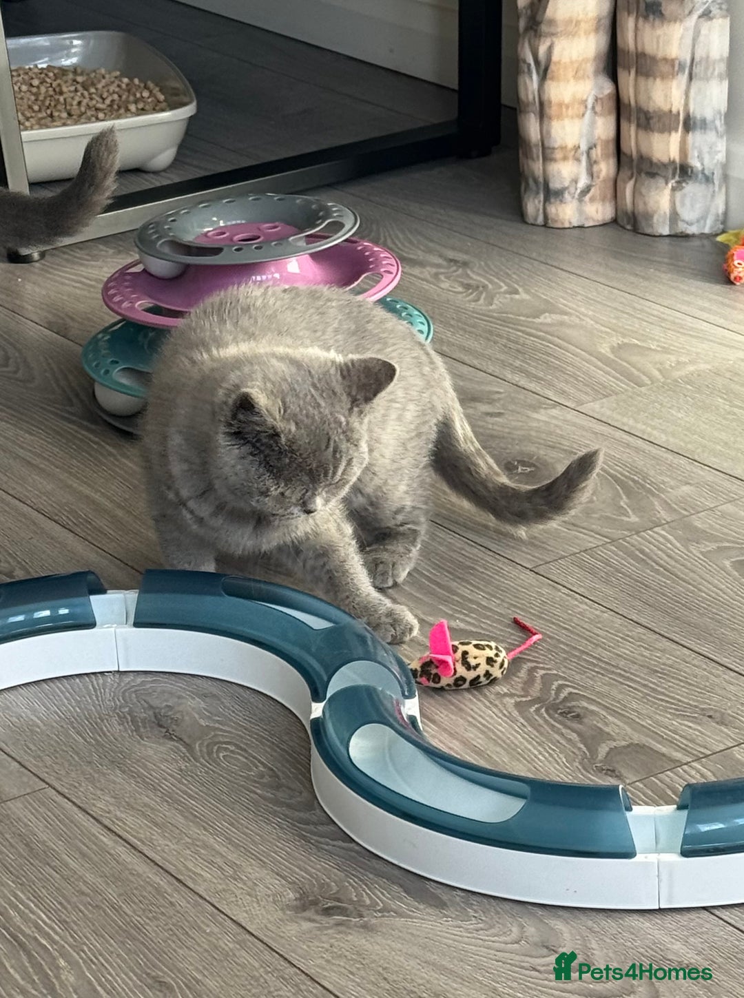 British Shorthair cats for sale: 1 left - Scottish Straight Blue Kittens  - Advert 7